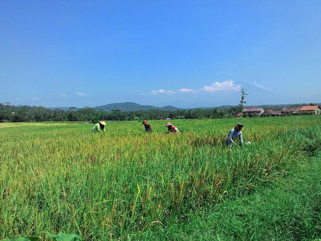 Griya Harja Homestay Magelang Exterior photo