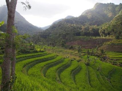Griya Harja Homestay Magelang Exterior photo